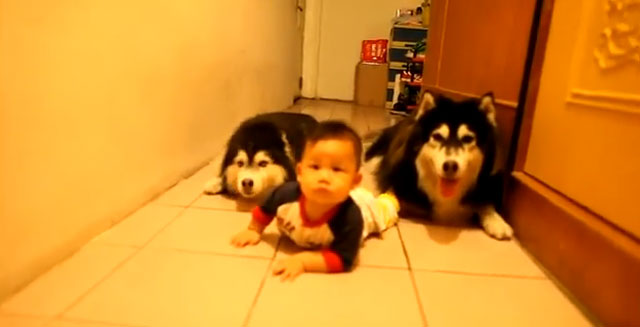 Dos perros Alaskan malamute gatean junto a un bebé