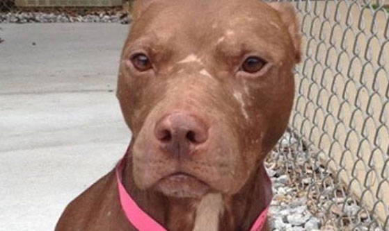 Roo, un pit bull que pasó de vivir en el infierno a volver a ser amado