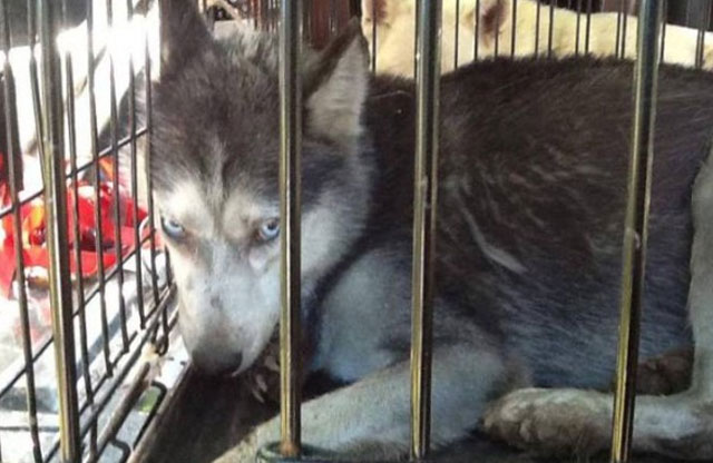 Una maltratadora de animales devorada por sus propios perros