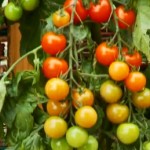 Tomtata, la planta que da tomates y patatas a la vez