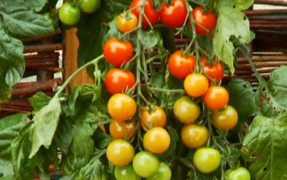 Tomtata, la planta que da tomates y patatas a la vez