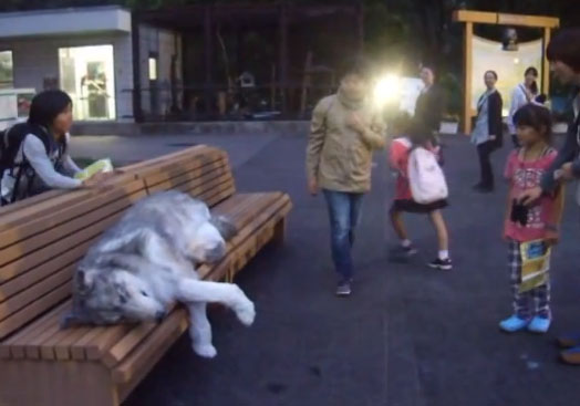 Increíble traje de lobo muy realista