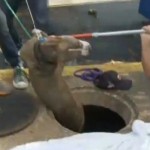 Las autoridades deciden no rescatar a un perro atrapado en una alcantarilla y los vecinos deciden salvarlo