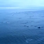 Más de 1.000 delfines nadando junto a un ferry en su camino a Vancouver