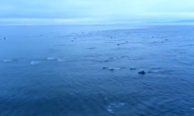 Más de 1.000 delfines nadando junto a un ferry en su camino a Vancouver