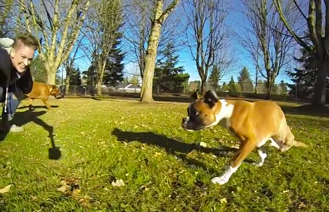 Duncan Lou Who, un cachorro de bóxer que solo tiene dos patitas