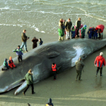 Hallada muerta una ballena con 20 kilos de plásticos en el estómago