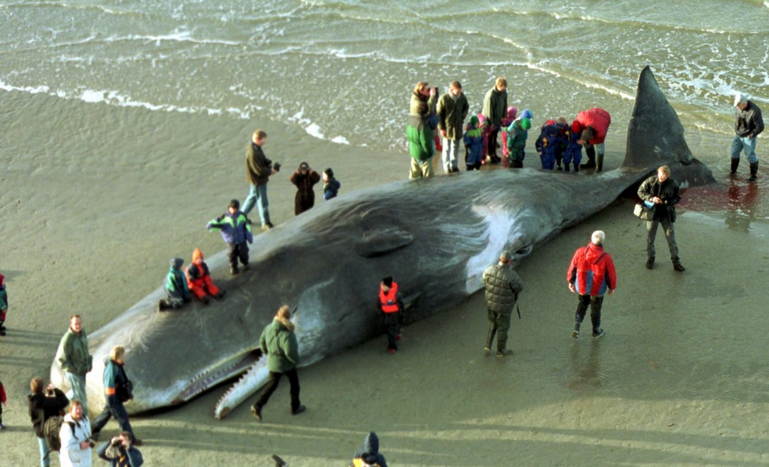 Hallada muerta una ballena con 20 kilos de plásticos en el estómago