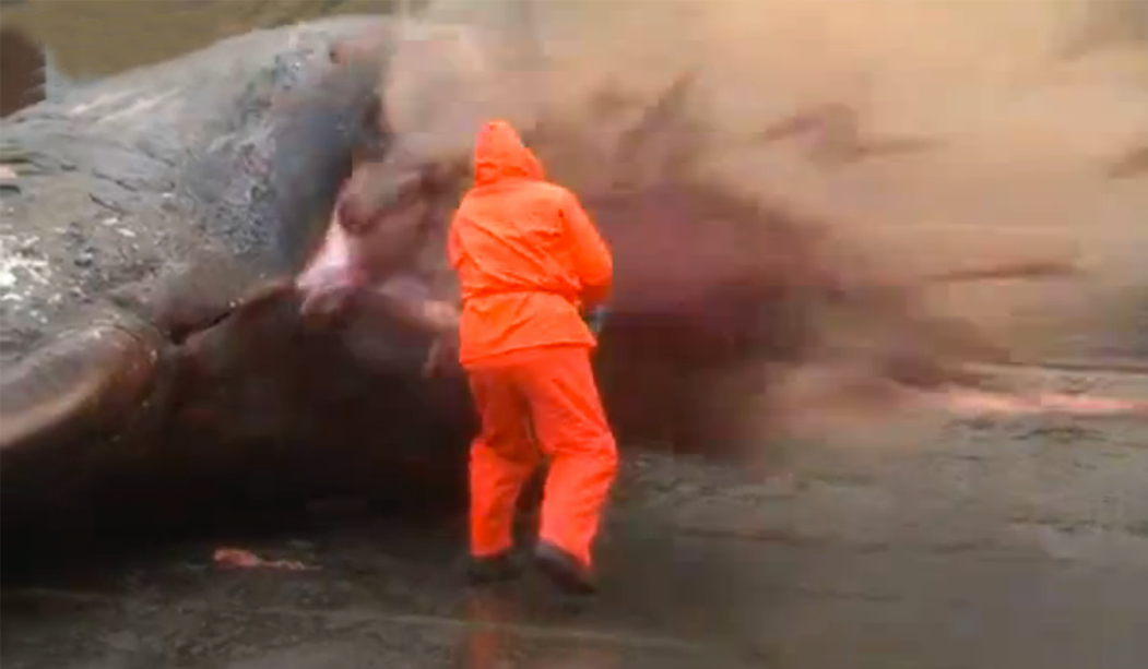 Una ballena le explota en la cara a un hombre en las Islas Feroe