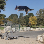 Border Collie haciendo parkour