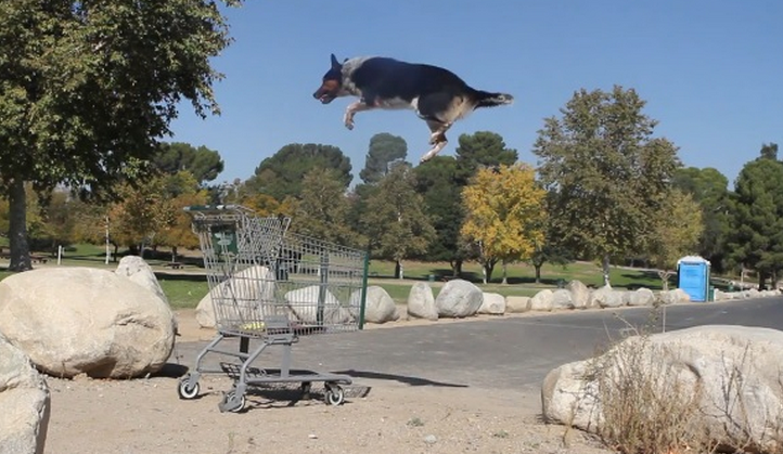 Border Collie haciendo parkour