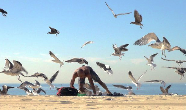 La broma de las gaviotas