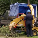 La broma del perrito triturado