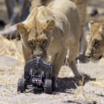 Fotografiando leones de cerca con una cámara integrada en un coche RC