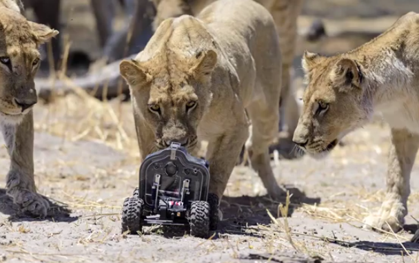 Fotografiando leones de cerca con una cámara integrada en un coche RC