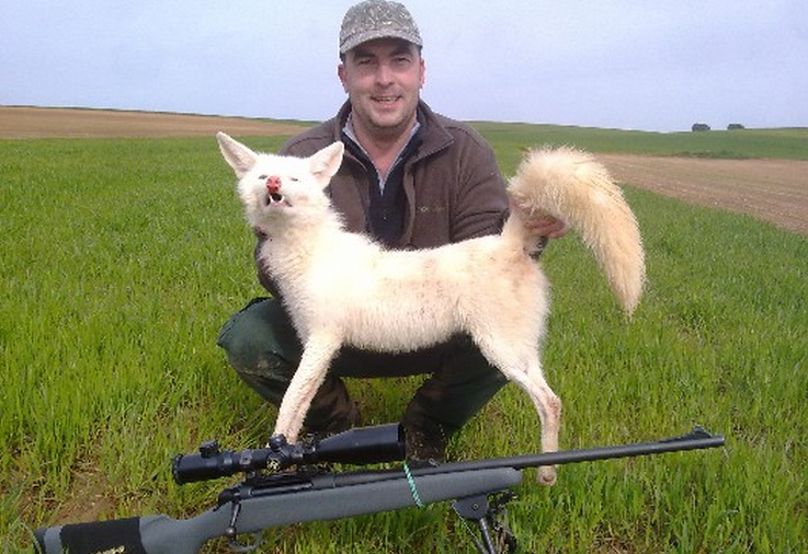 Un cazador mata a un zorro totalmente blanco en Tordómar (Burgos)
