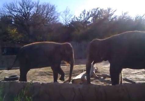 Un elefante intenta romper un palo, no lo consigue y esta es su reacción