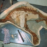 Recuperan el esqueleto casi intacto de una cría de dinosaurio