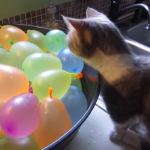 Gato descubriendo los globos de agua