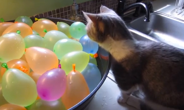 Gato descubriendo los globos de agua