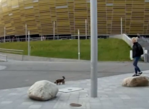 Un halcón intenta cazar a un perrito en plena ciudad