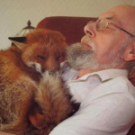 Un hombre rescata a un zorro y se convierte en su mejor amigo