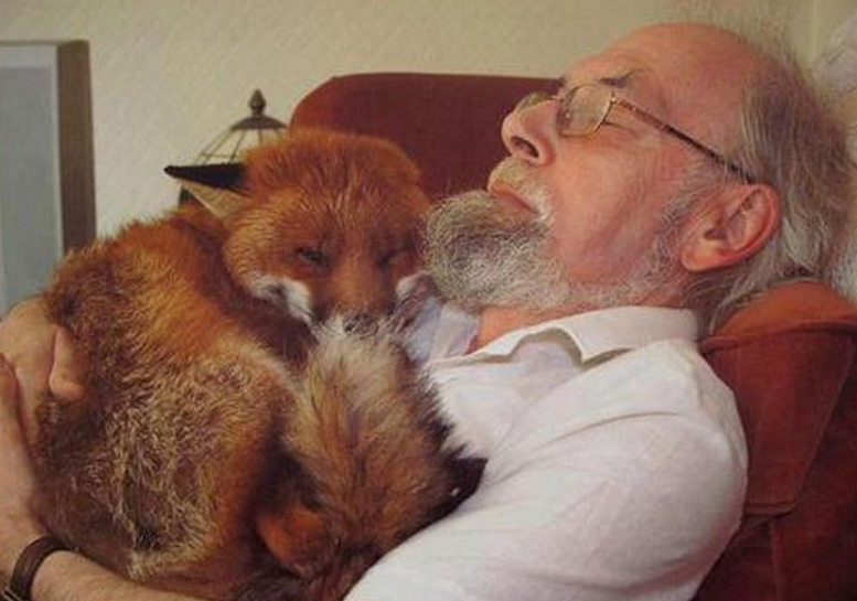 Un hombre rescata a un zorro y se convierte en su mejor amigo
