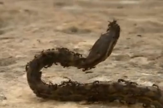 Hormigas africanas atacando a una serpiente