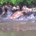 Impala brutalmente devorado por perros salvajes