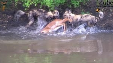 Impala brutalmente devorado por perros salvajes