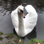 La salvaje muerte de un cisne