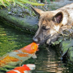 Un perro desarrolla una amistad especial con un pez