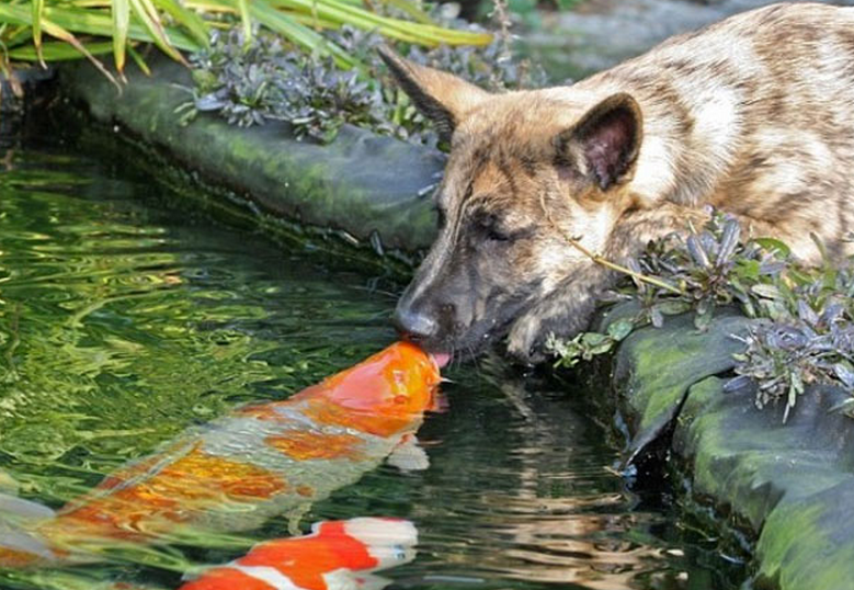 Un perro desarrolla una amistad especial con un pez