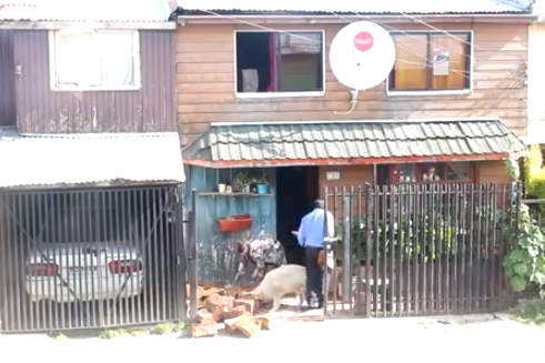 Perro ayudando a meter la leña en casa