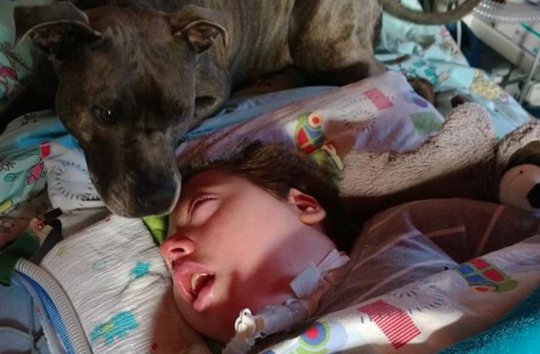 Tascha, el perro que lleva 6 años cuidando a un niño de 10 años que está en estado de coma