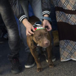 Un perro evita la violación de dos hermanas en Argentina