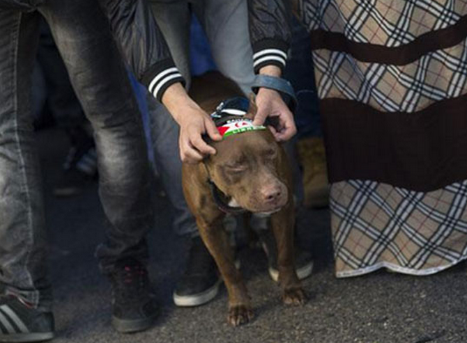Un perro evita la violación de dos hermanas en Argentina