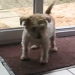 El perro que se limpia las patas en el felpudo antes de entrar en casa