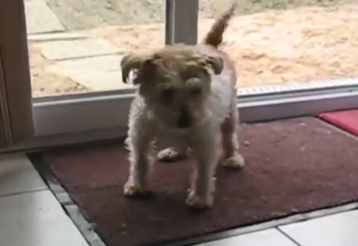 El perro que se limpia las patas en el felpudo antes de entrar en casa