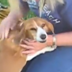 Un perro llora de emoción cuando su dueña vuelve a casa de un viaje
