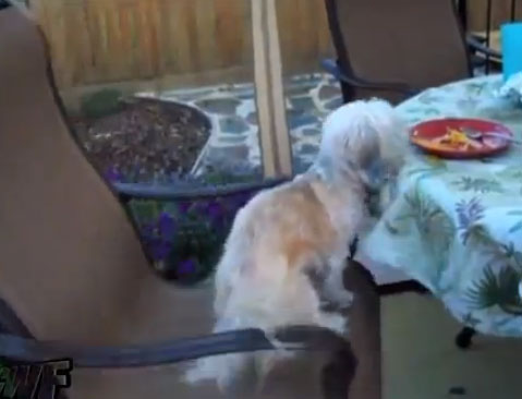Un perro atrapado en un bucle giratorio no consigue alcanzar la comida de la mesa