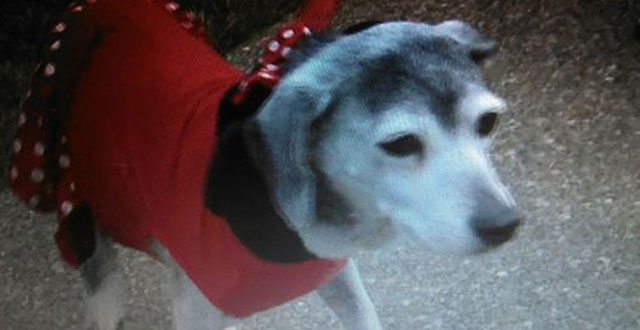 Un perro que sobrevivió a horribles abusos sigue ayudando a otros perros diez años después