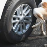 ¿Por qué los perros orinan en las ruedas de los coches?