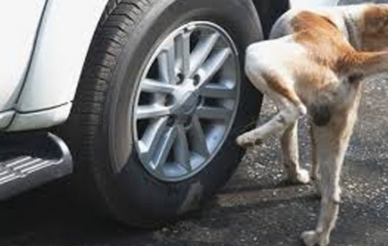 ¿Por qué los perros orinan en las ruedas de los coches?