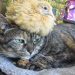 Pollito descansando encima de la cabeza de un gato