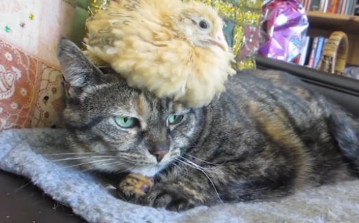 Pollito descansando encima de la cabeza de un gato