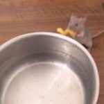 Un ratón ayuda en la cocina poniendo la pasta en el agua