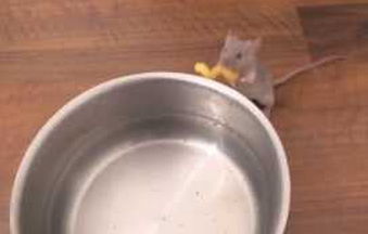 Un ratón ayuda en la cocina poniendo la pasta en el agua