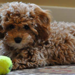 Cavapoochons, la raza de perro que siempre parece cachorro