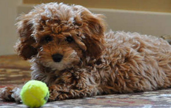 Cavapoochons, la raza de perro que siempre parece cachorro